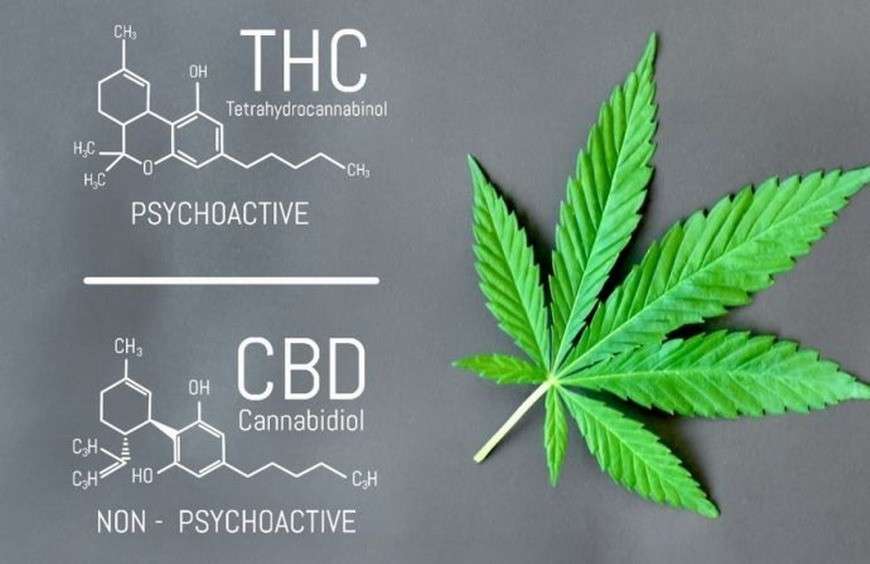 CBD e THC, le differenze.